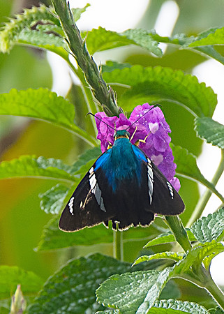 Skipper Butterfly
