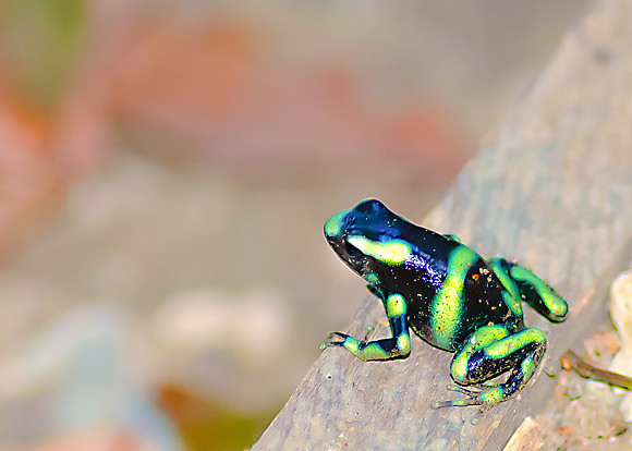 Black & Green Poison-dart Frog