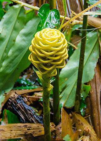 Wilson Botanical Gardens