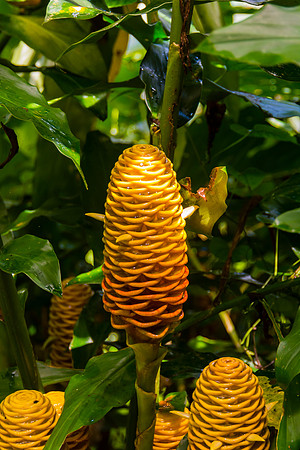 Wilson Botanical Gardens