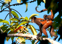 Spider Monkey