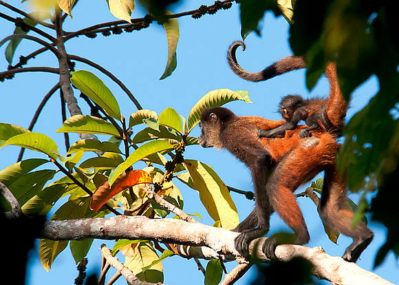 Spider Monkey
