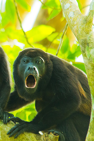 Howler Monkey