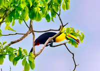 Keel-Billed Toucan