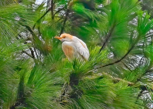 Cattle Egret