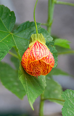 Wilson Botanical Gardens