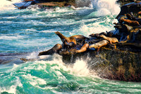 Wildlife Photography: Seals|Sea Lions & Sea Life