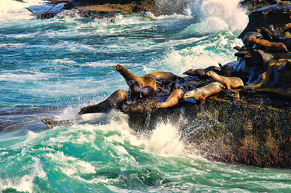 Sea Lions