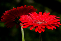 Macro Photography|Flowers|Butterflies|Insects