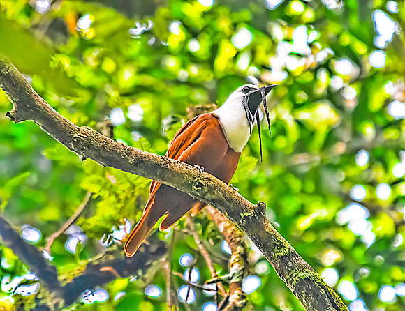 Three-Wattled Bellbird