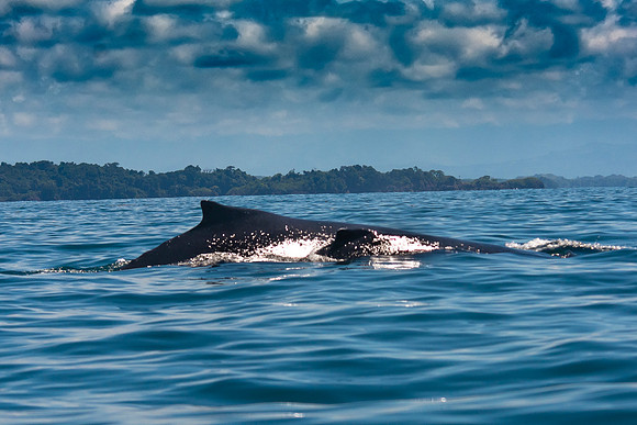 Humpback Whales