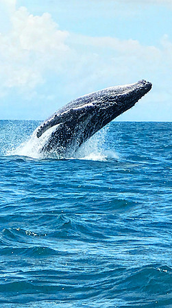 Humpback Whale