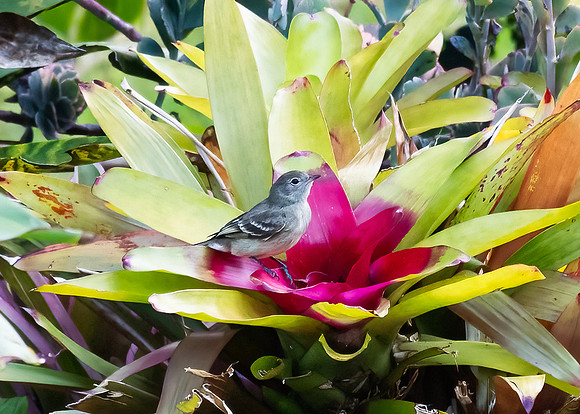 Mountain Elaenia