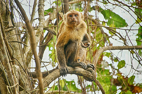 Capuchin Monkey