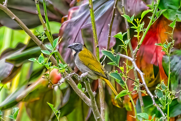 Buff-throated Saltator