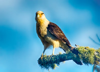 Yellow-headed Caracara