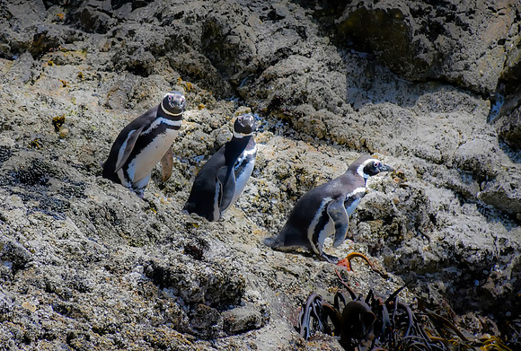 Isla Chiloe'