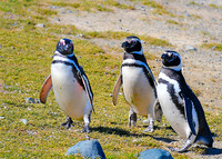 Magellanic Penguins