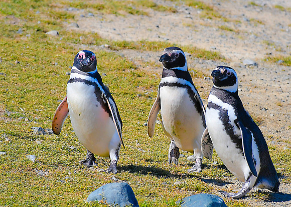 Magellanic Penguins