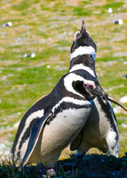 Magellanic Penguins