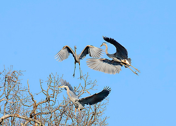 Great Blue Herons