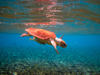 Loggerhead Turtle