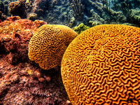 Barrier Reef