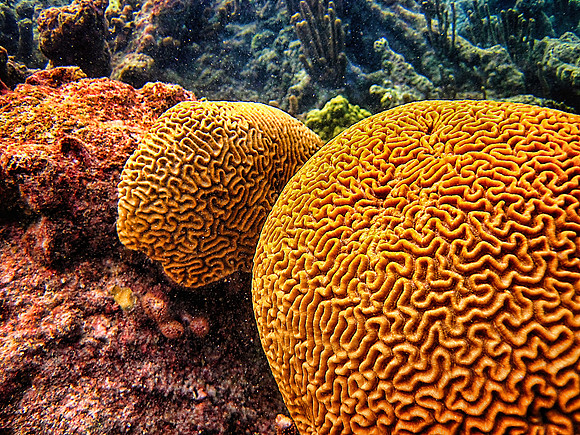 Barrier Reef