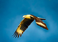 Yellow-headed Caracara