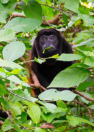 Howler Monkey