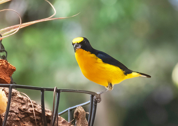 Euphonia