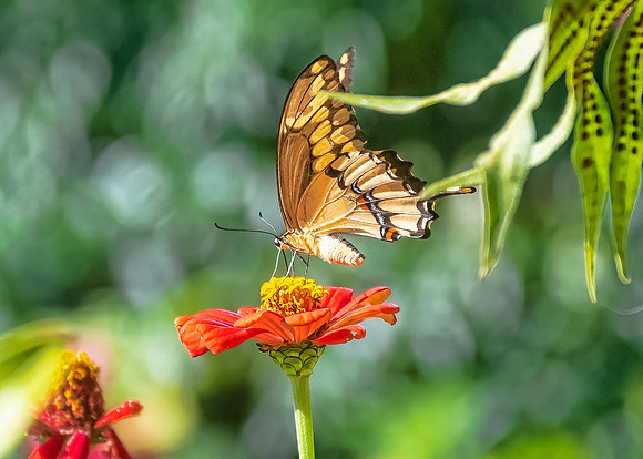 Swallowtail Butterfly
