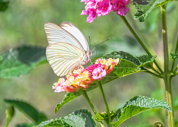 "Great Southern White"