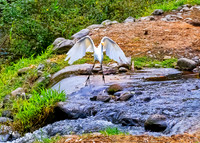 Great Egret