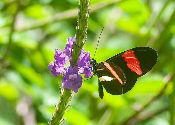 "Postman Butterfly"