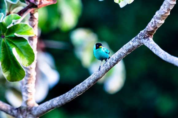 Green Honeycreeper