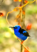 Honeycreeper