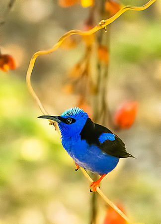 Honeycreeper