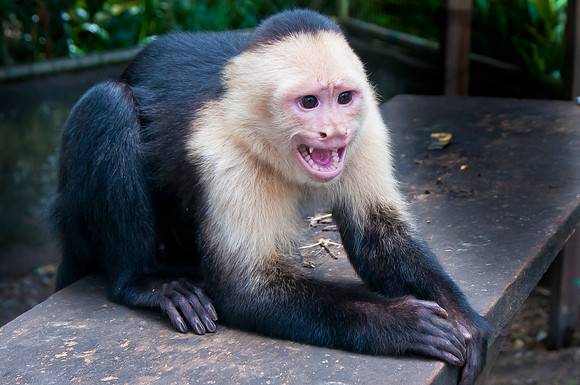 White-faced Capuchin