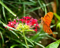 Flame of the Woods, Flor de Fuego