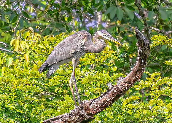 Great Blue Heron