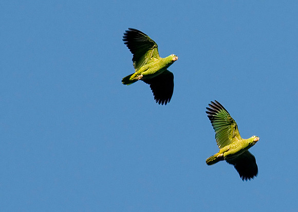 Parakeets
