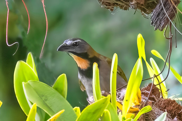 Buff-throated Saltator