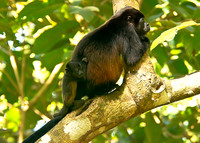 Howler Monkey
