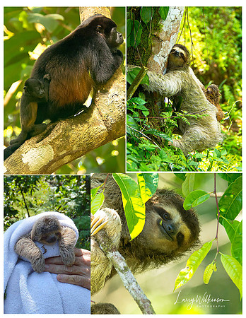 Howler & Sloth Collection