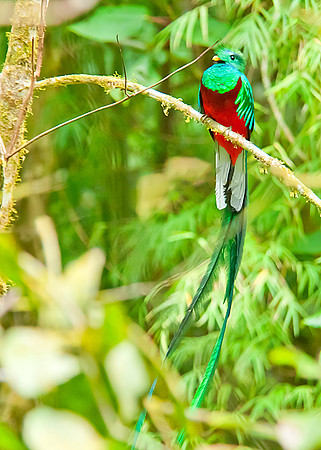 Resplendent Quetzal