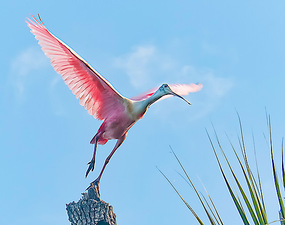 Roseate Spoonbill