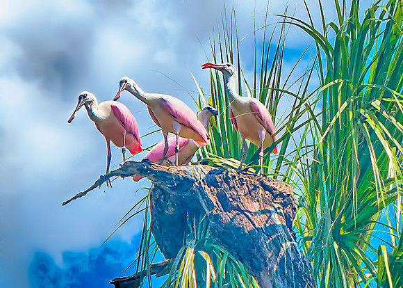 Roseate Spoonbills