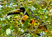 Collared Aracari