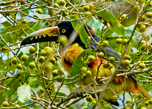 Collared Aracari